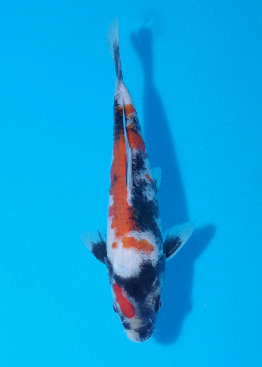 21.5cm Showa Ref SRR01-026