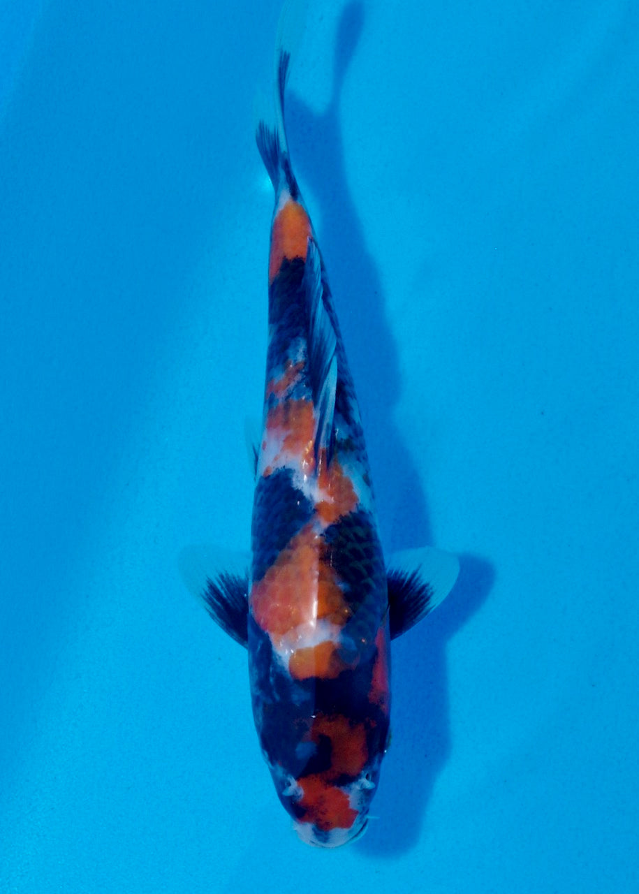 22.5cm Showa Ref SRR01-027
