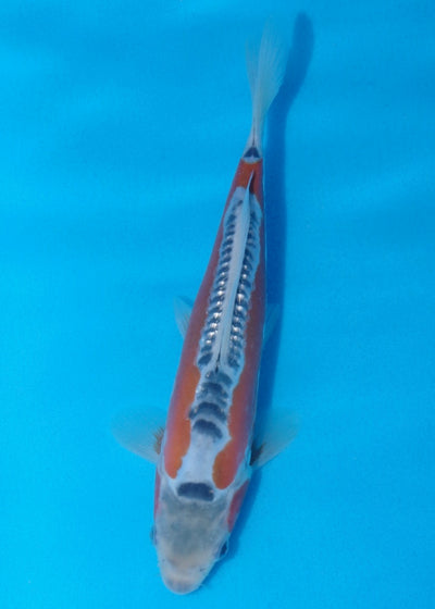 22.5cm Shusui Ref SRR01-031