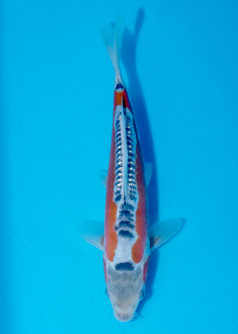 22.5cm Shusui Ref SRR01-031
