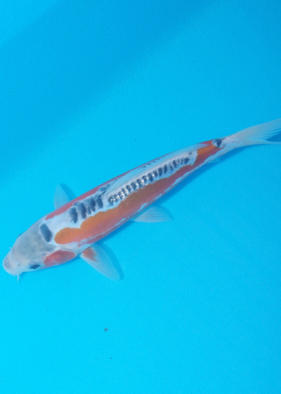 22.5cm Shusui Ref SRR01-031