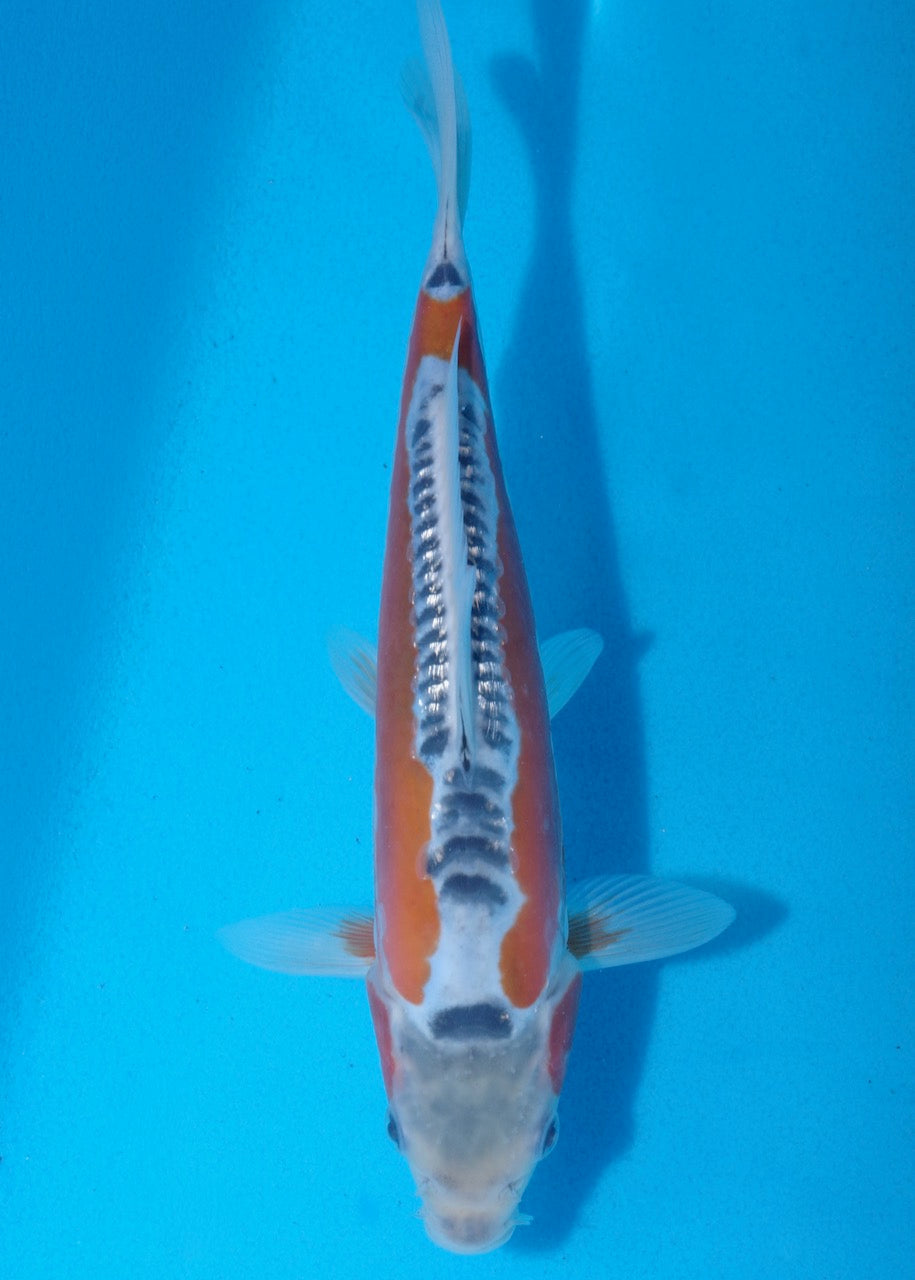 22.5cm Shusui Ref SRR01-031