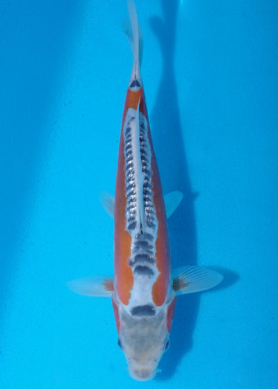 22.5cm Shusui Ref SRR01-031