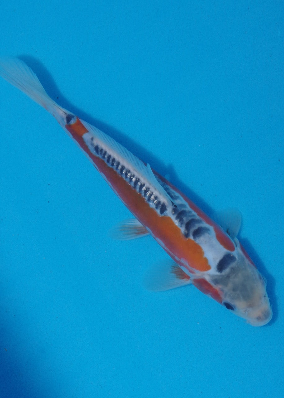 22.5cm Shusui Ref SRR01-031