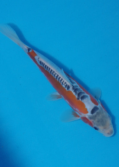 22.5cm Shusui Ref SRR01-031