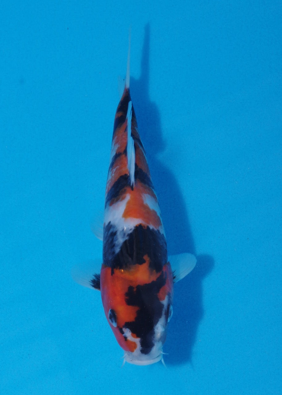 22cm Showa Ref SRR01-026