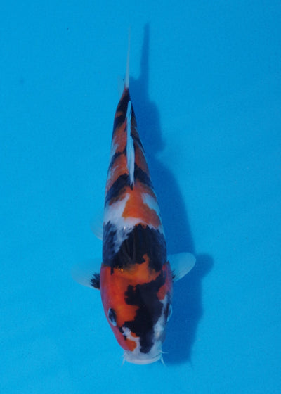 22cm Showa Ref SRR01-026