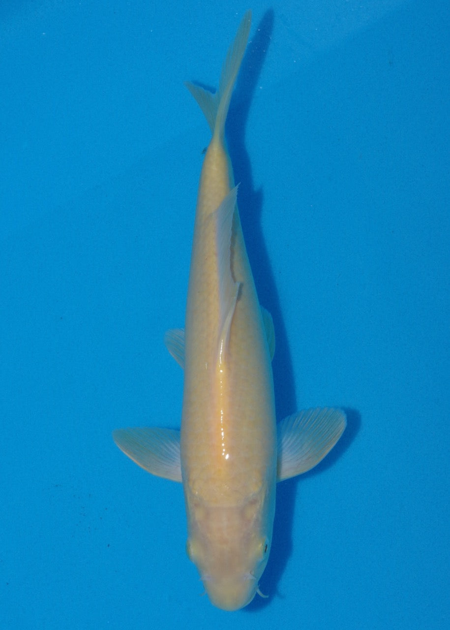 28cm Karashigoi Ref SRR01-034