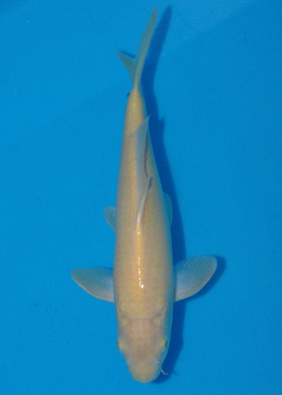 28cm Karashigoi Ref SRR01-034