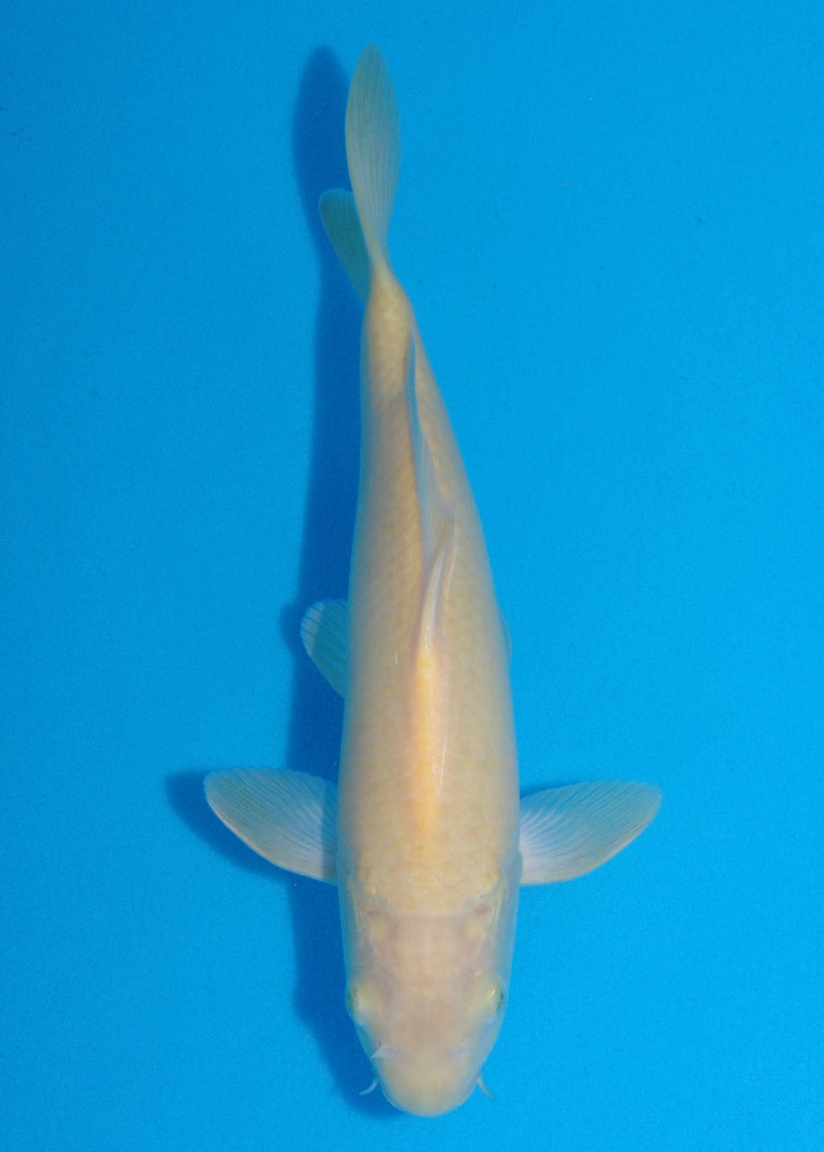 28cm Karashigoi Ref SRR01-034