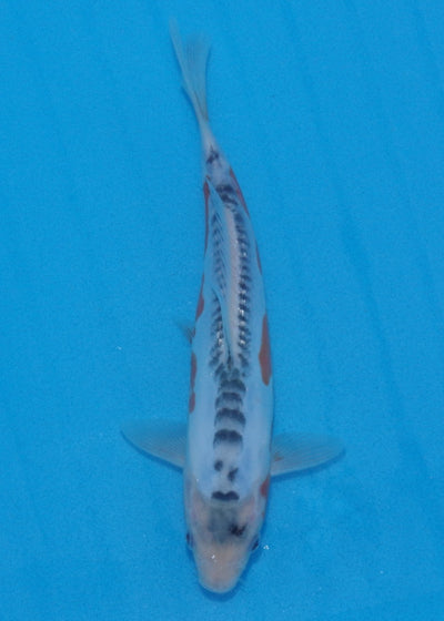 23cm Shusui Ref SRR01-036