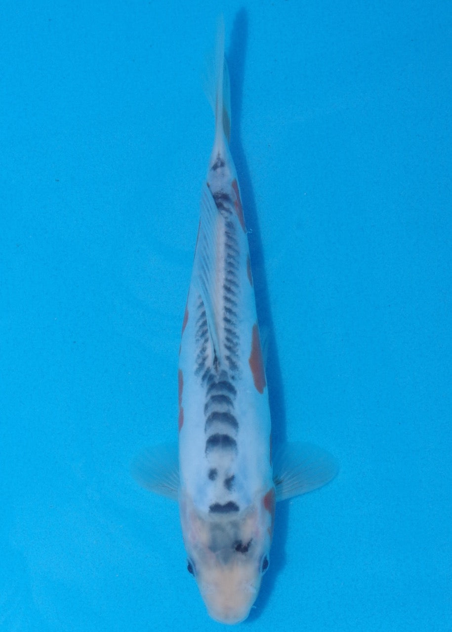 23cm Shusui Ref SRR01-036