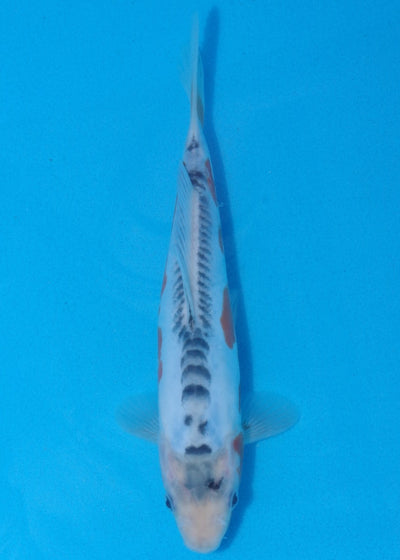 23cm Shusui Ref SRR01-036