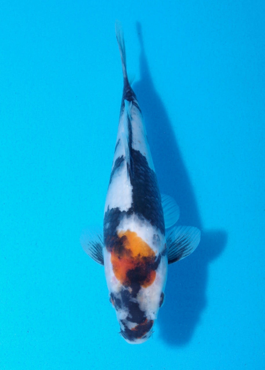20.5cm Tancho Showa Ref SRR01-037