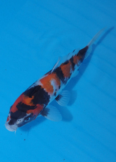 22cm Showa Ref SRR01-026