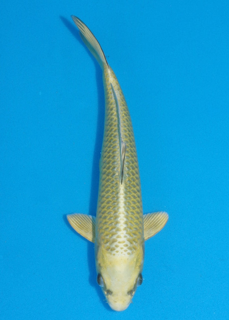 sunfish Audio m-prunus (SHIGEMORI MUSE風)