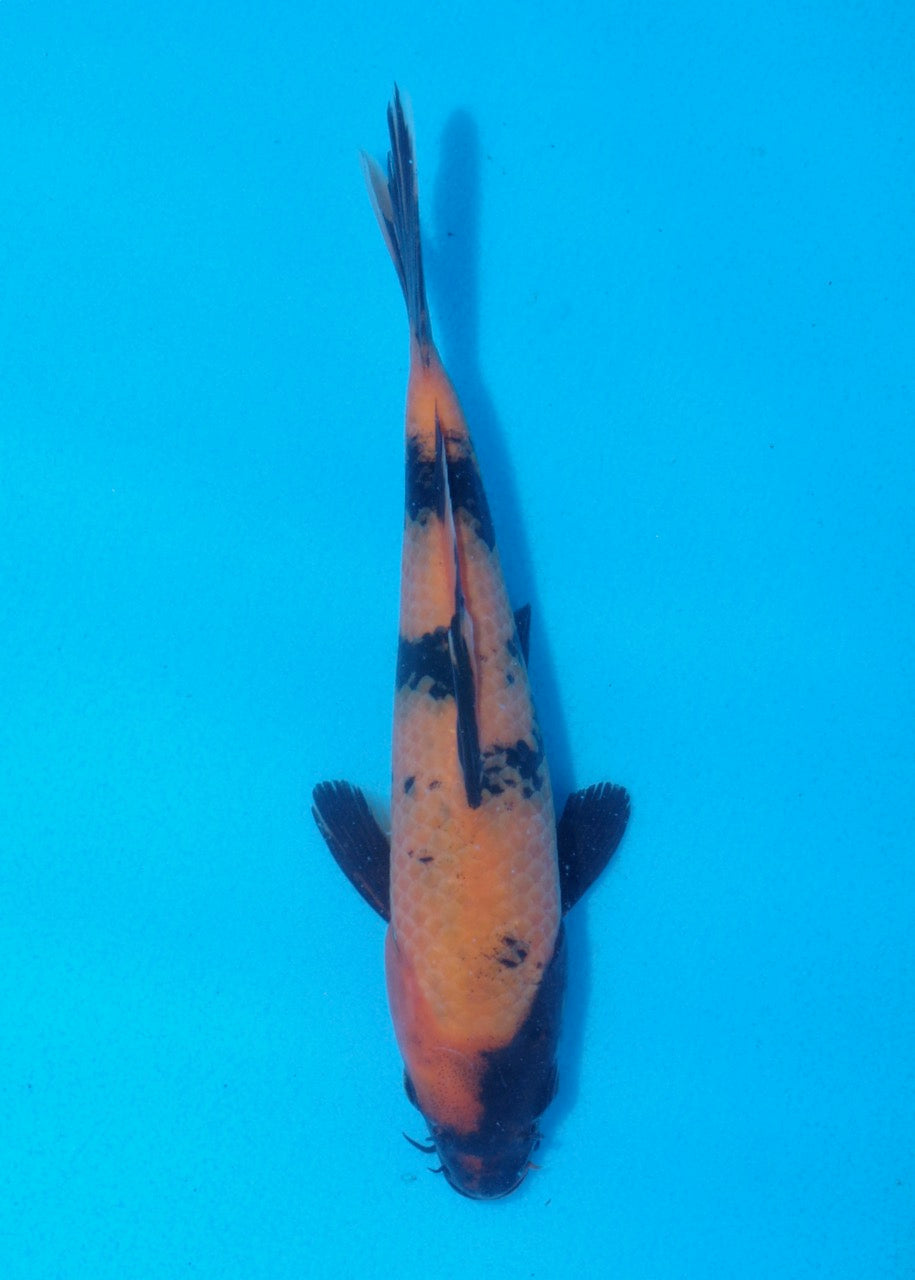 19.5cm Hi Utsuri Ref SRR01-042