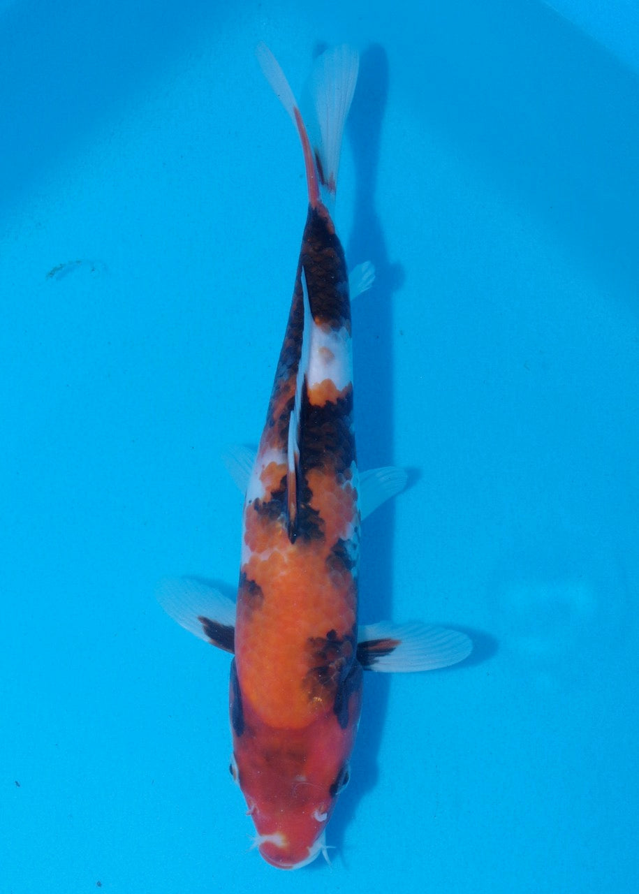 27.5cm Showa Ref SRR01-045