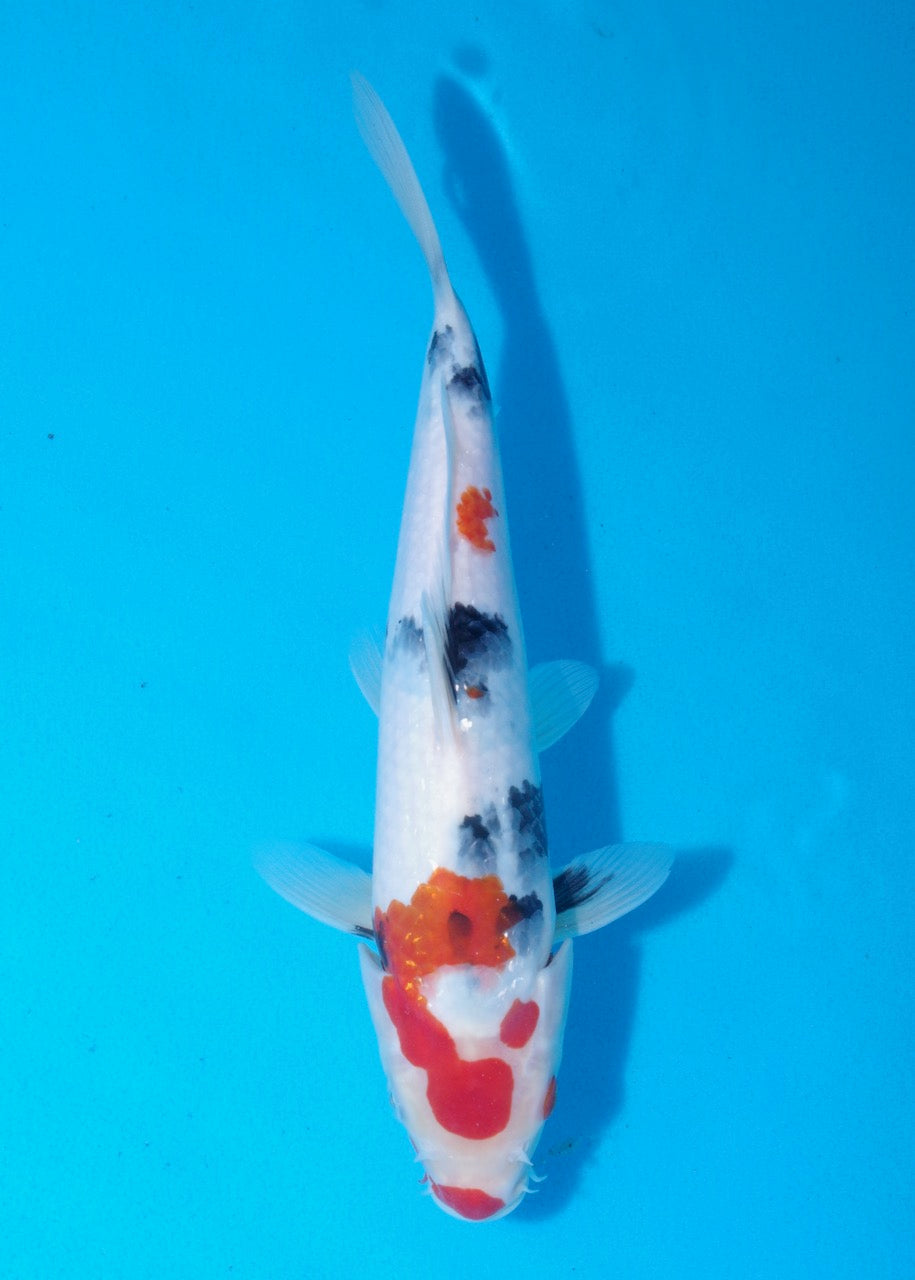 28.5cm Showa Ref SRR01-048