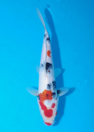 28.5cm Showa Ref SRR01-048