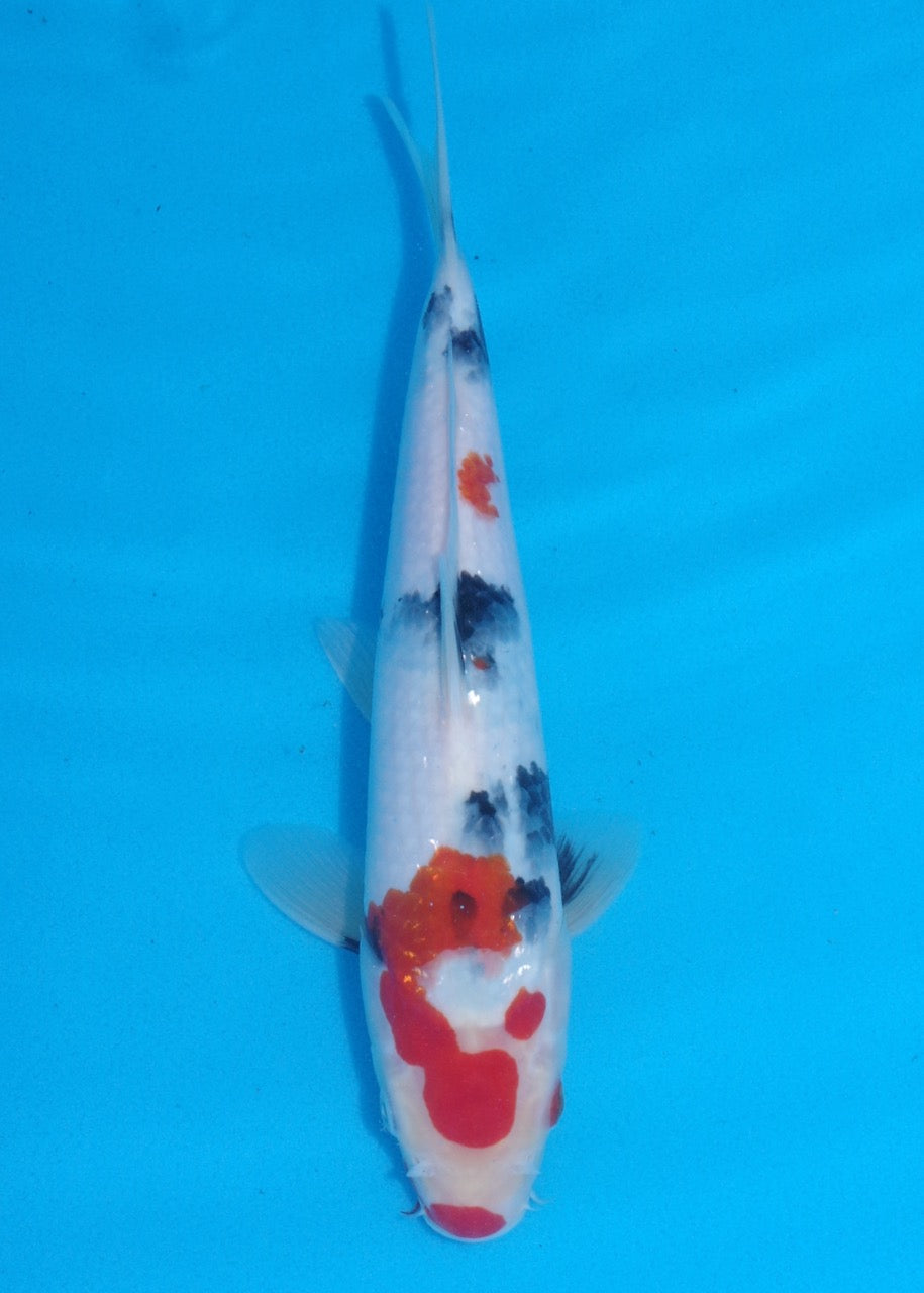 28.5cm Showa Ref SRR01-048