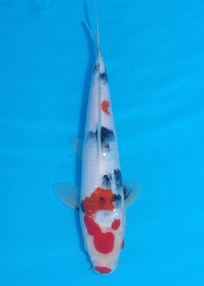 28.5cm Showa Ref SRR01-048