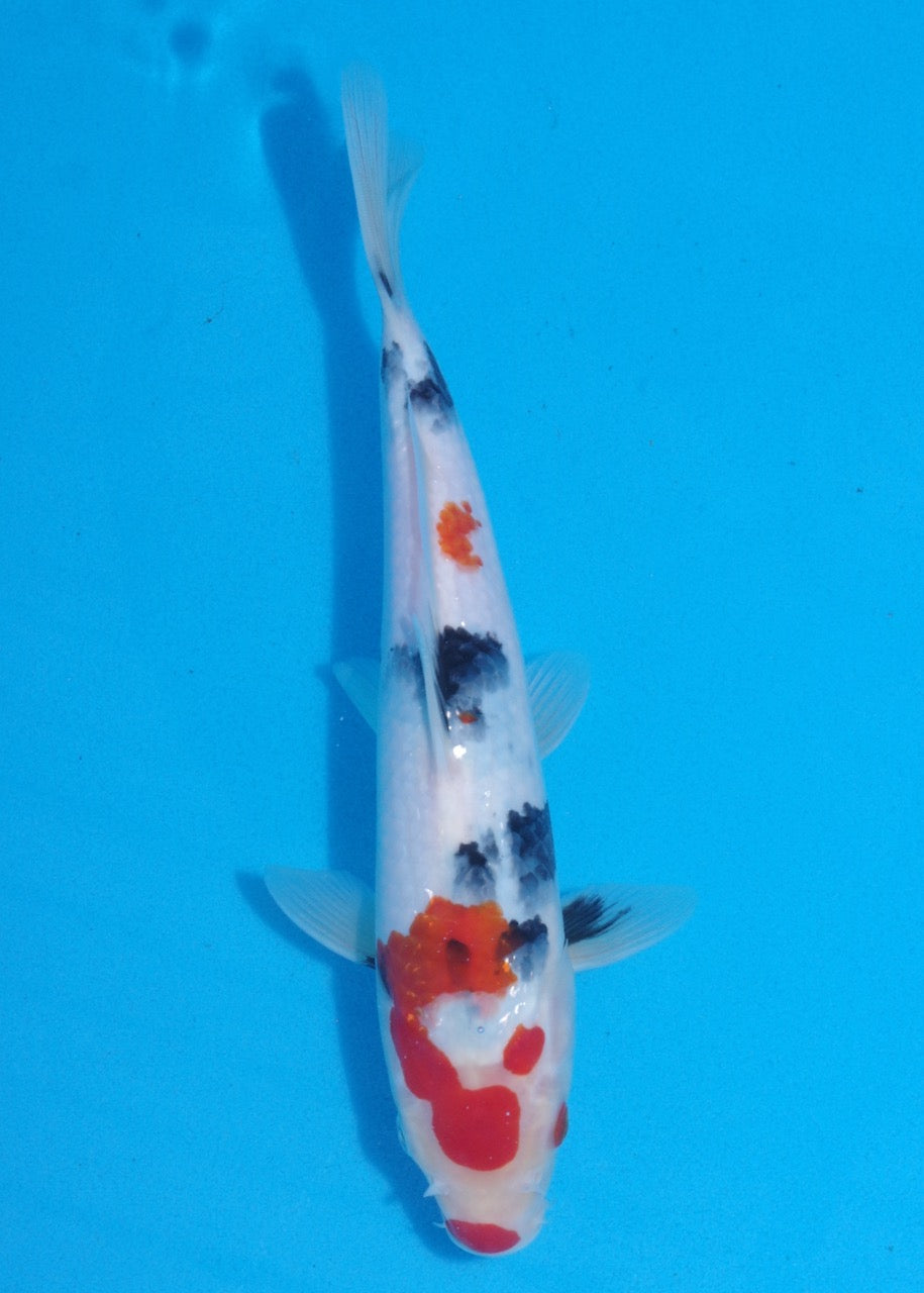 28.5cm Showa Ref SRR01-048