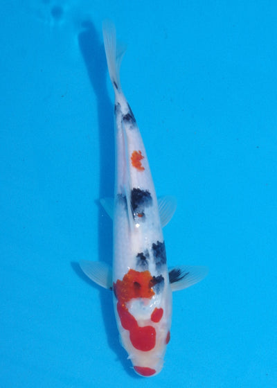 28.5cm Showa Ref SRR01-048