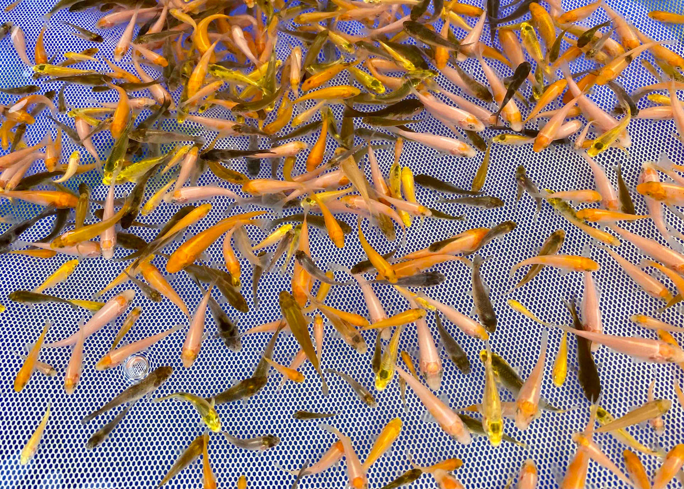 6-8 week old Koi Fry (Round 2, Opaline mix only)