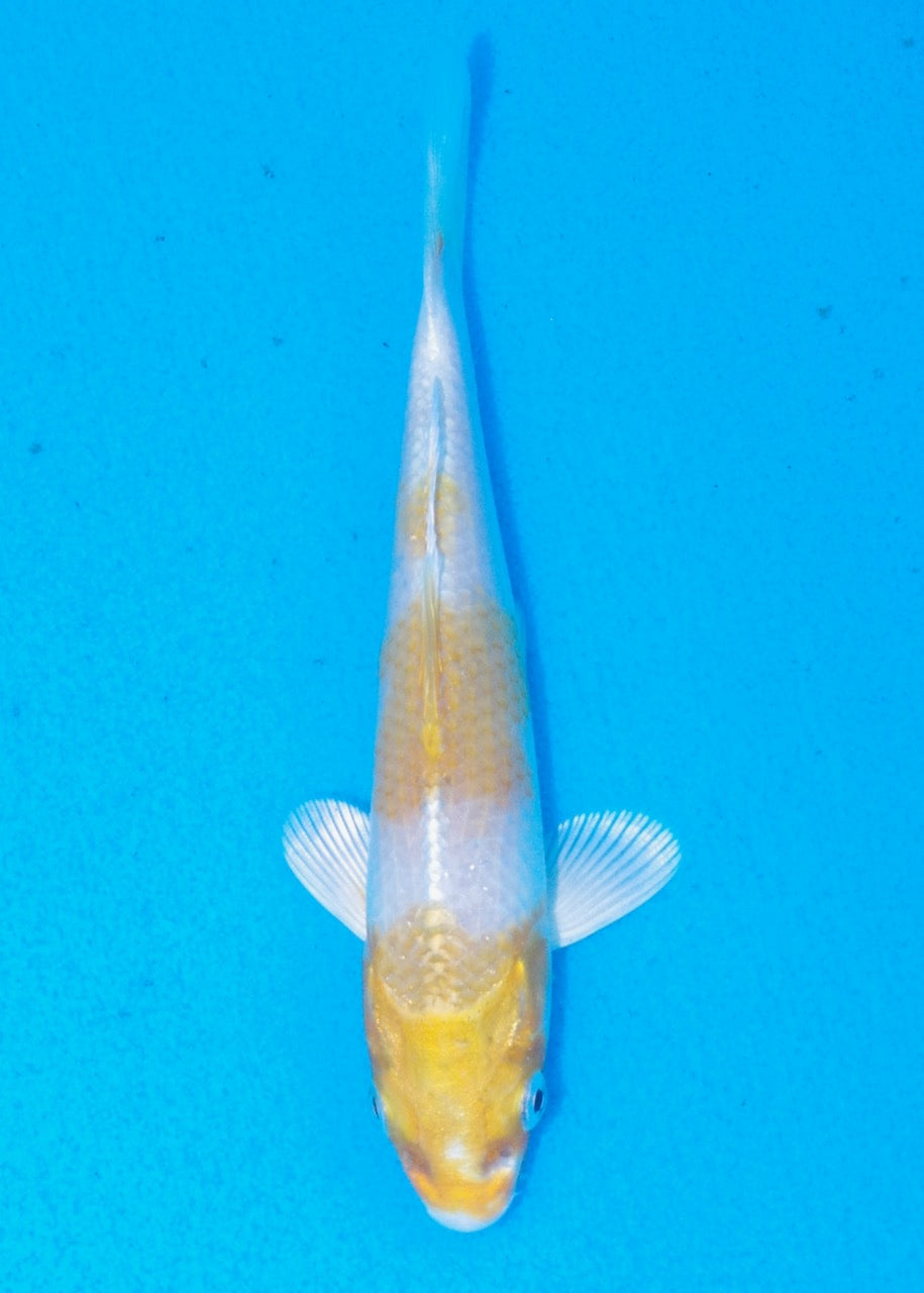 14.5cm Sakura Ogon
