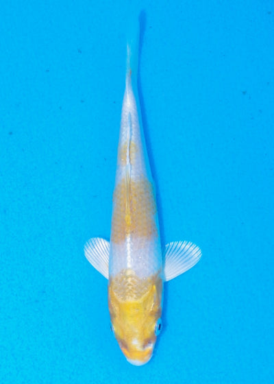 14.5cm Sakura Ogon