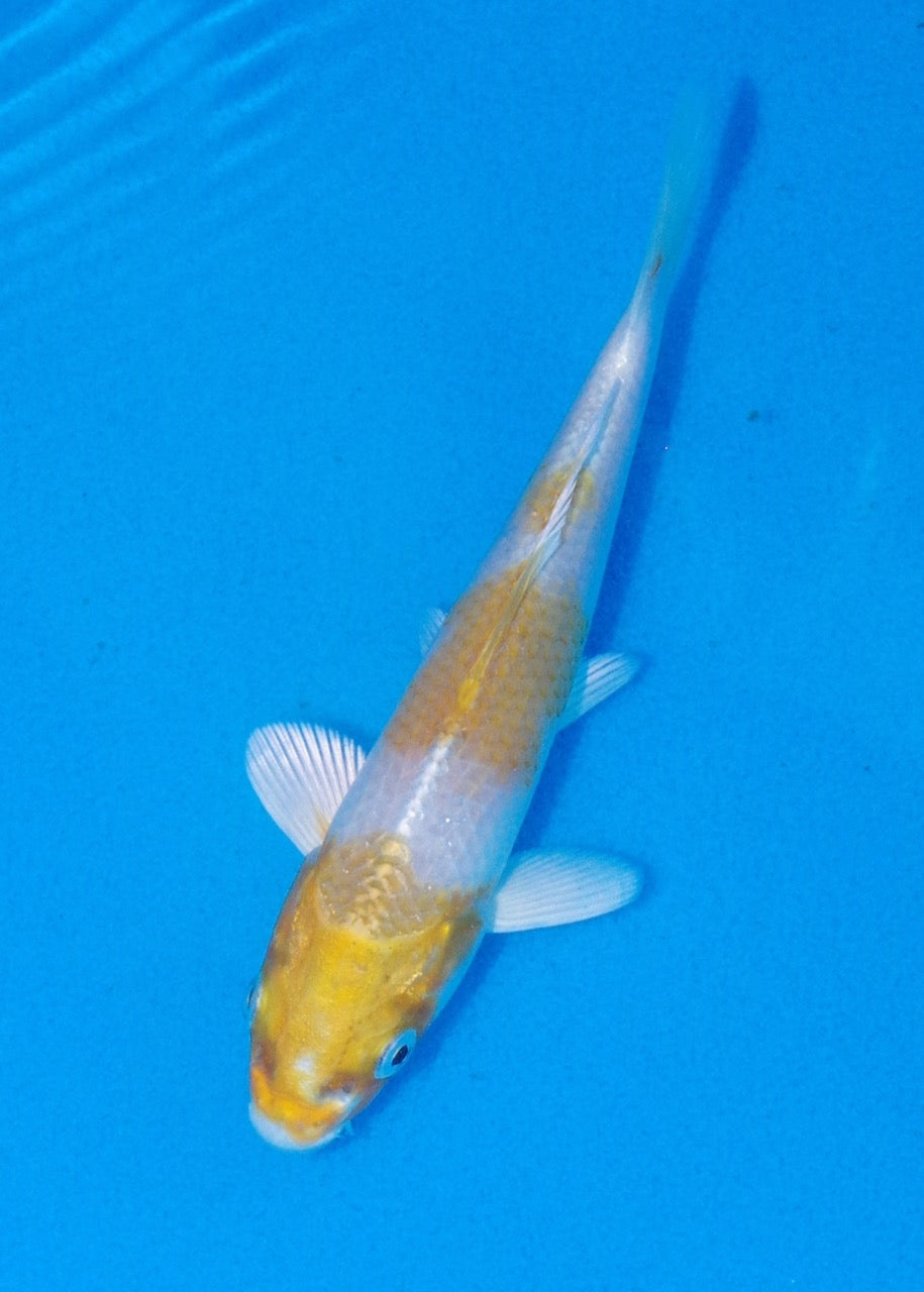 14.5cm Sakura Ogon
