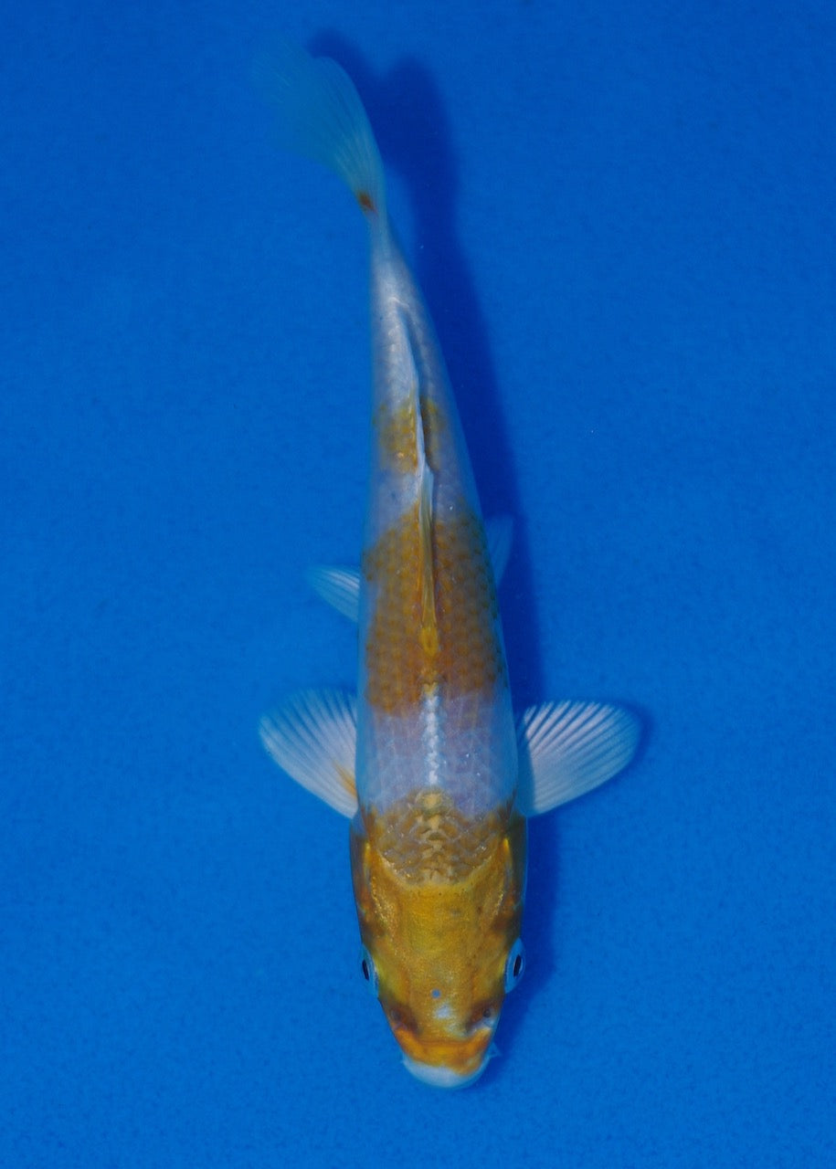 14.5cm Sakura Ogon