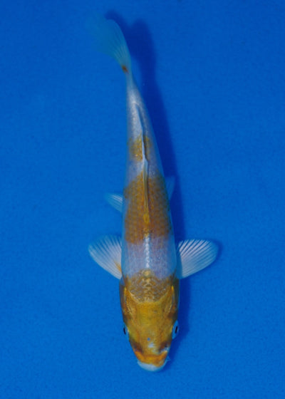 14.5cm Sakura Ogon