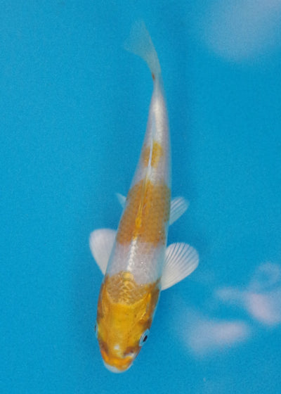 14.5cm Sakura Ogon