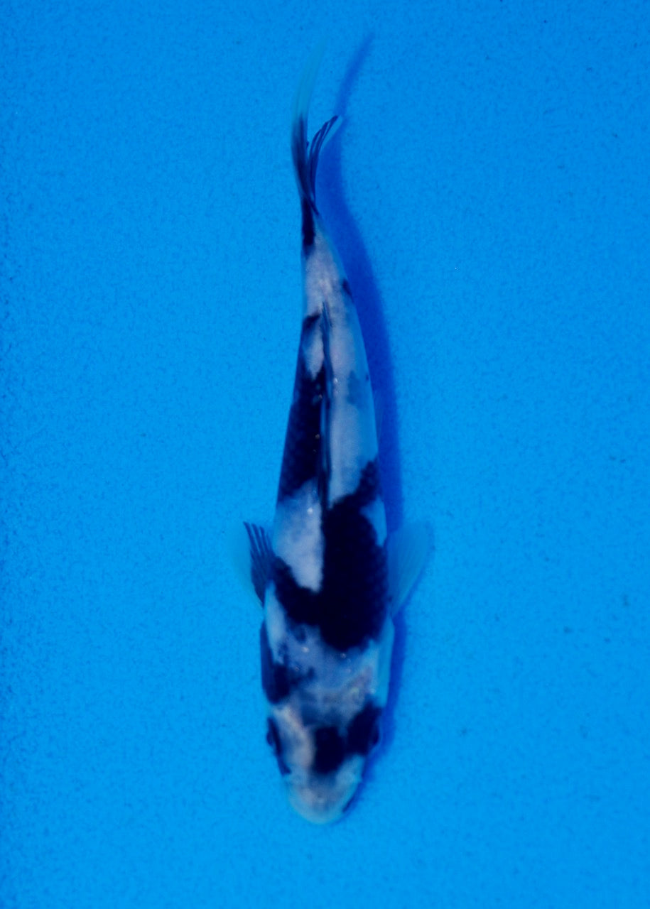 14.5cm Shiro Utsuri