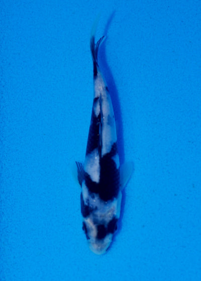 14.5cm Shiro Utsuri