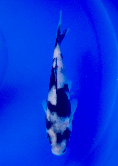 14.5cm Shiro Utsuri