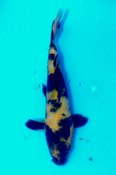 14.5cm Hi Utsuri