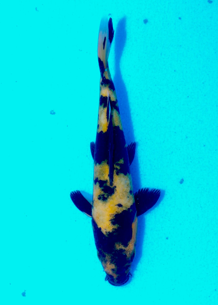 14.5cm Hi Utsuri