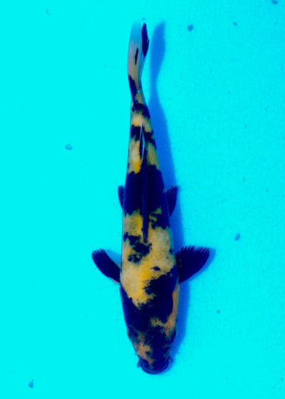14.5cm Hi Utsuri