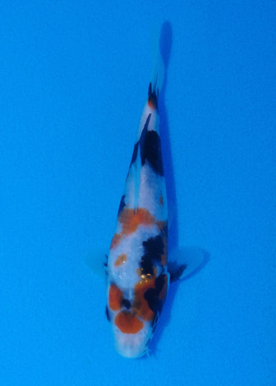 18cm Showa