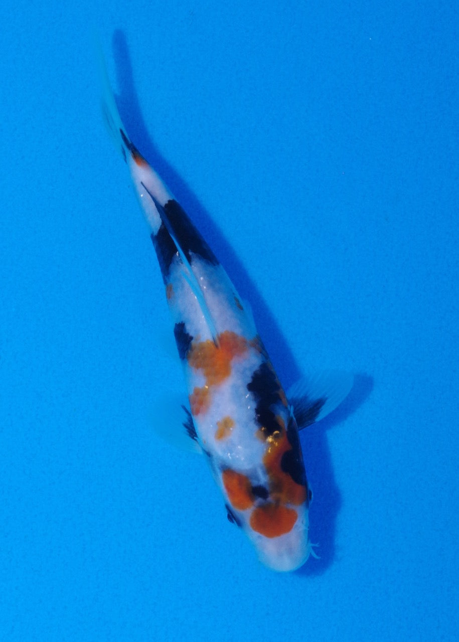 18cm Showa