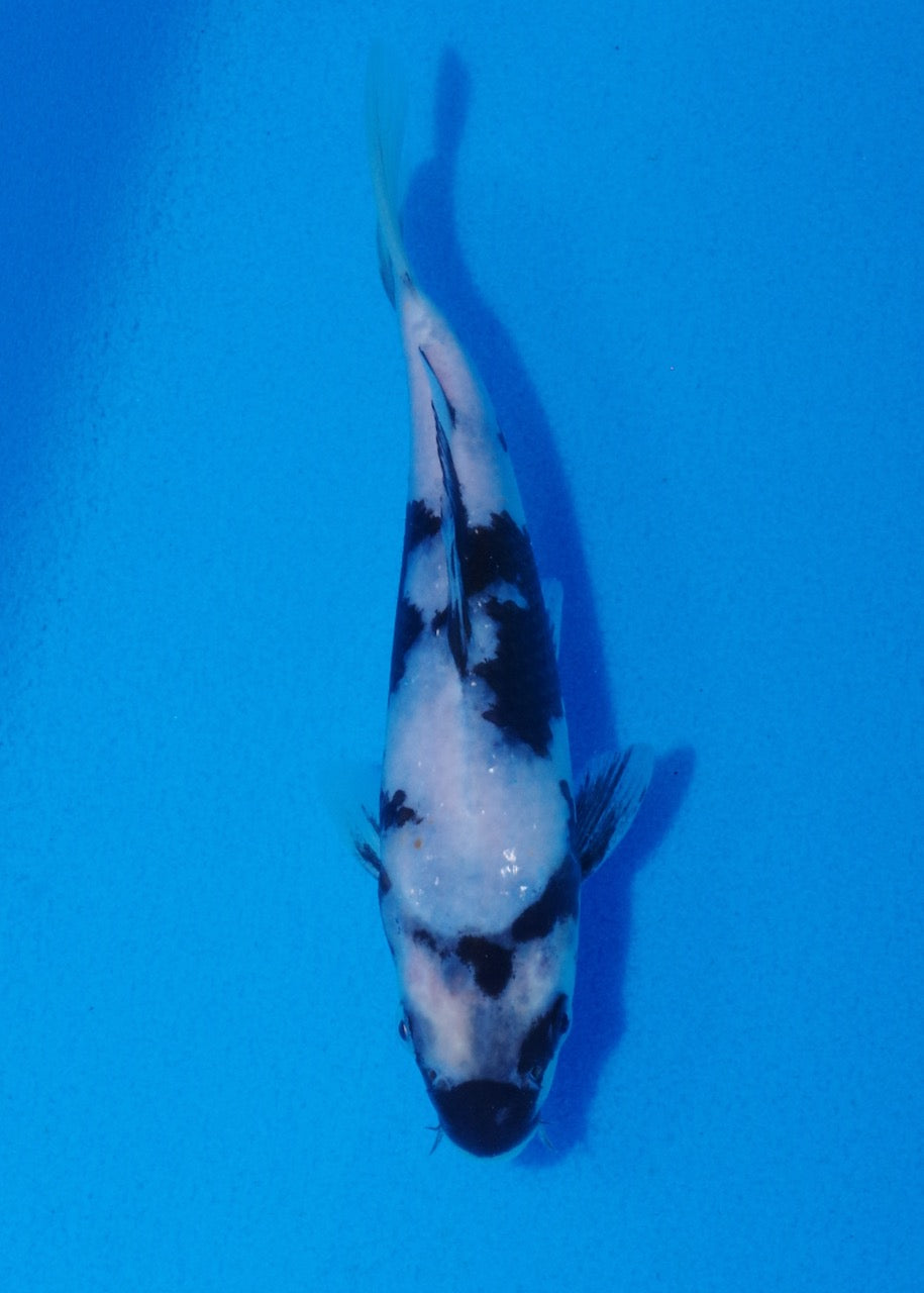 16.5cm Shiro Utsuri