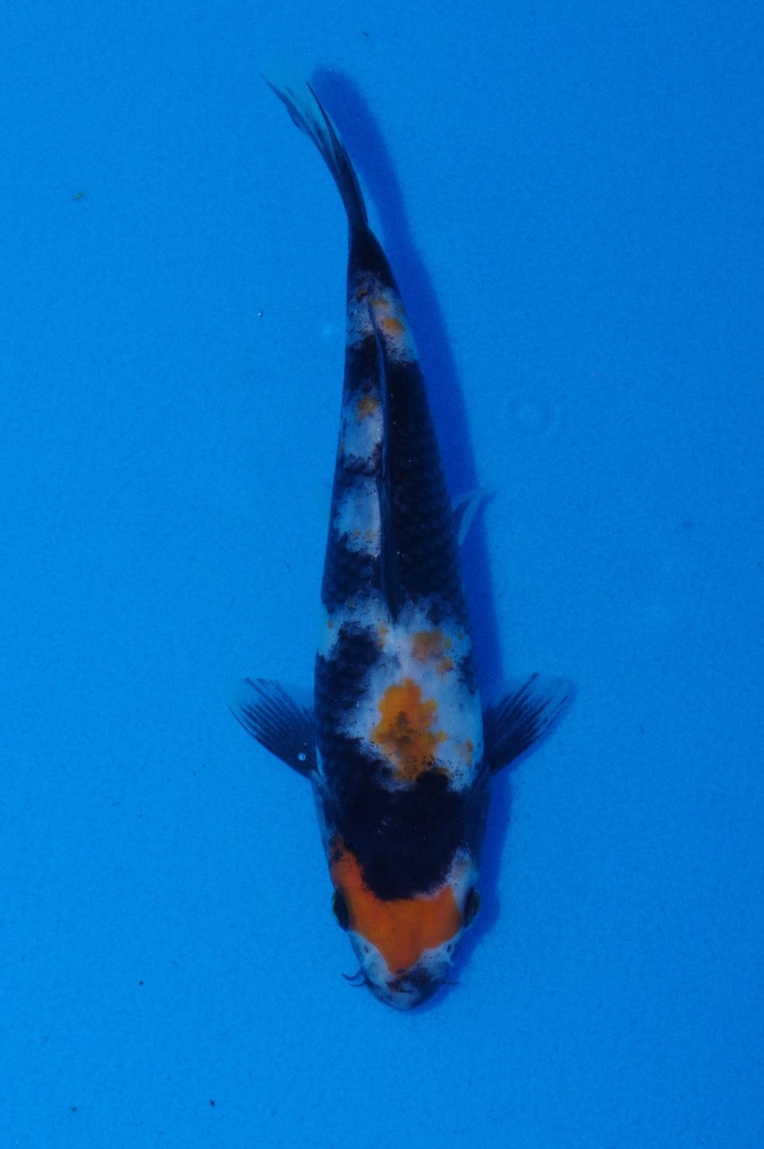 18.5cm Showa