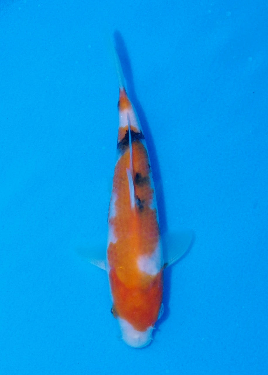 19cm Showa