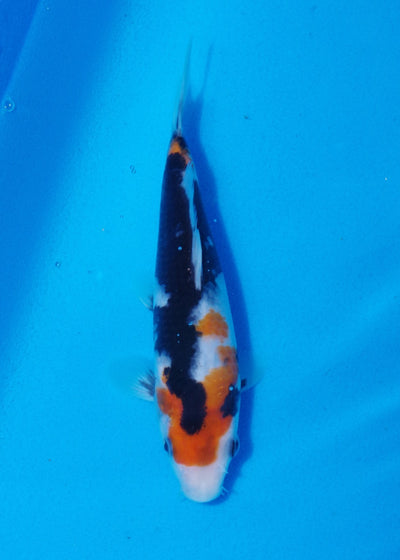 19cm Showa