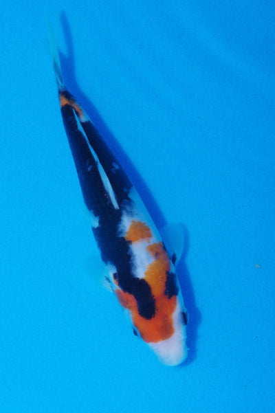 19cm Showa