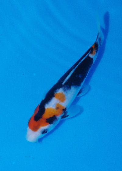 19cm Showa