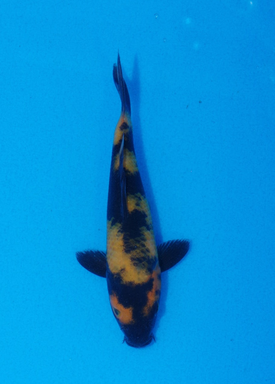 15cm Hi Utsuri